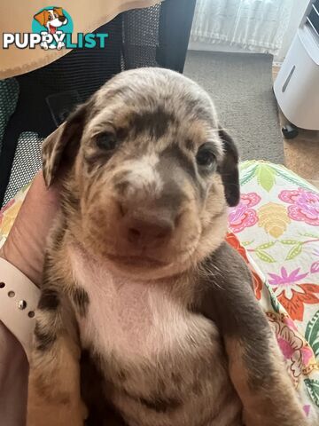 Miniature Dachshund puppies