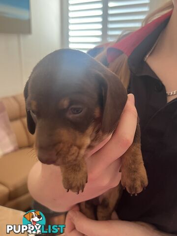 Miniature Dachshund puppies