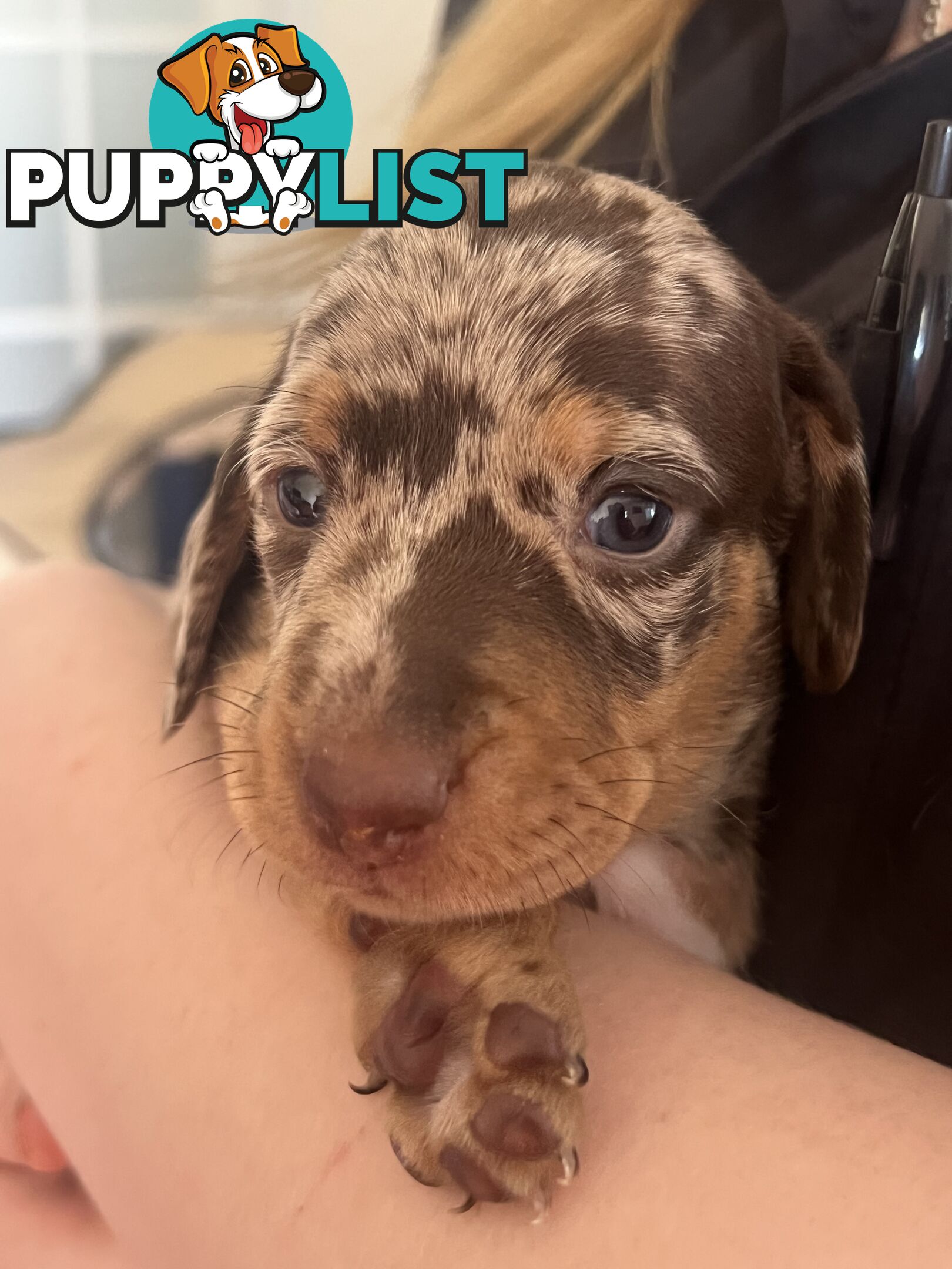 Miniature Dachshund puppies