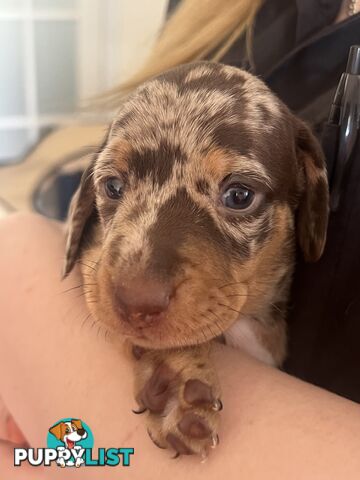 Miniature Dachshund puppies