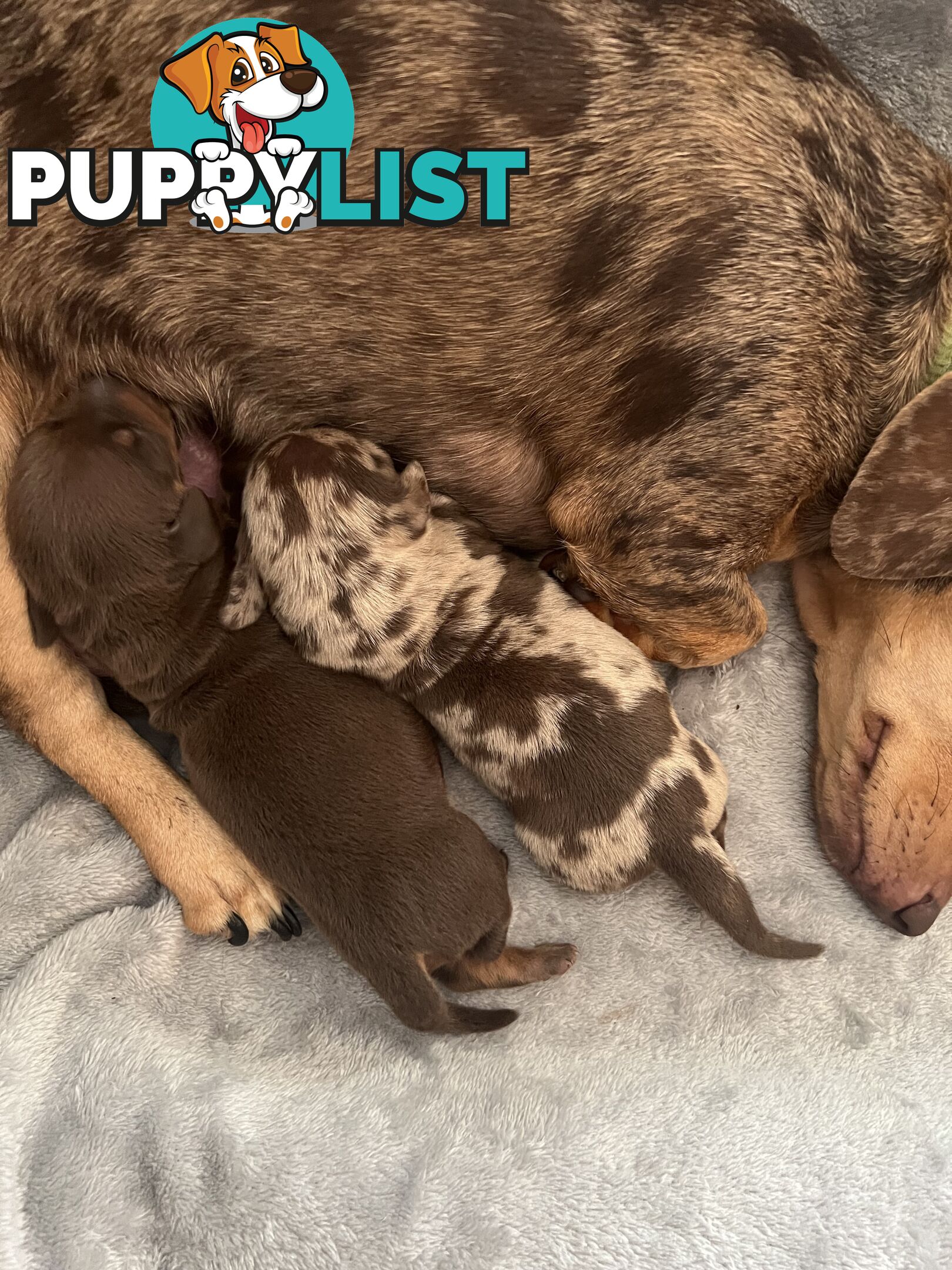 Miniature Dachshund puppies