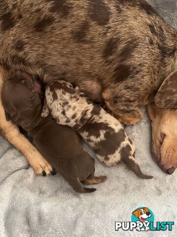 Miniature Dachshund puppies