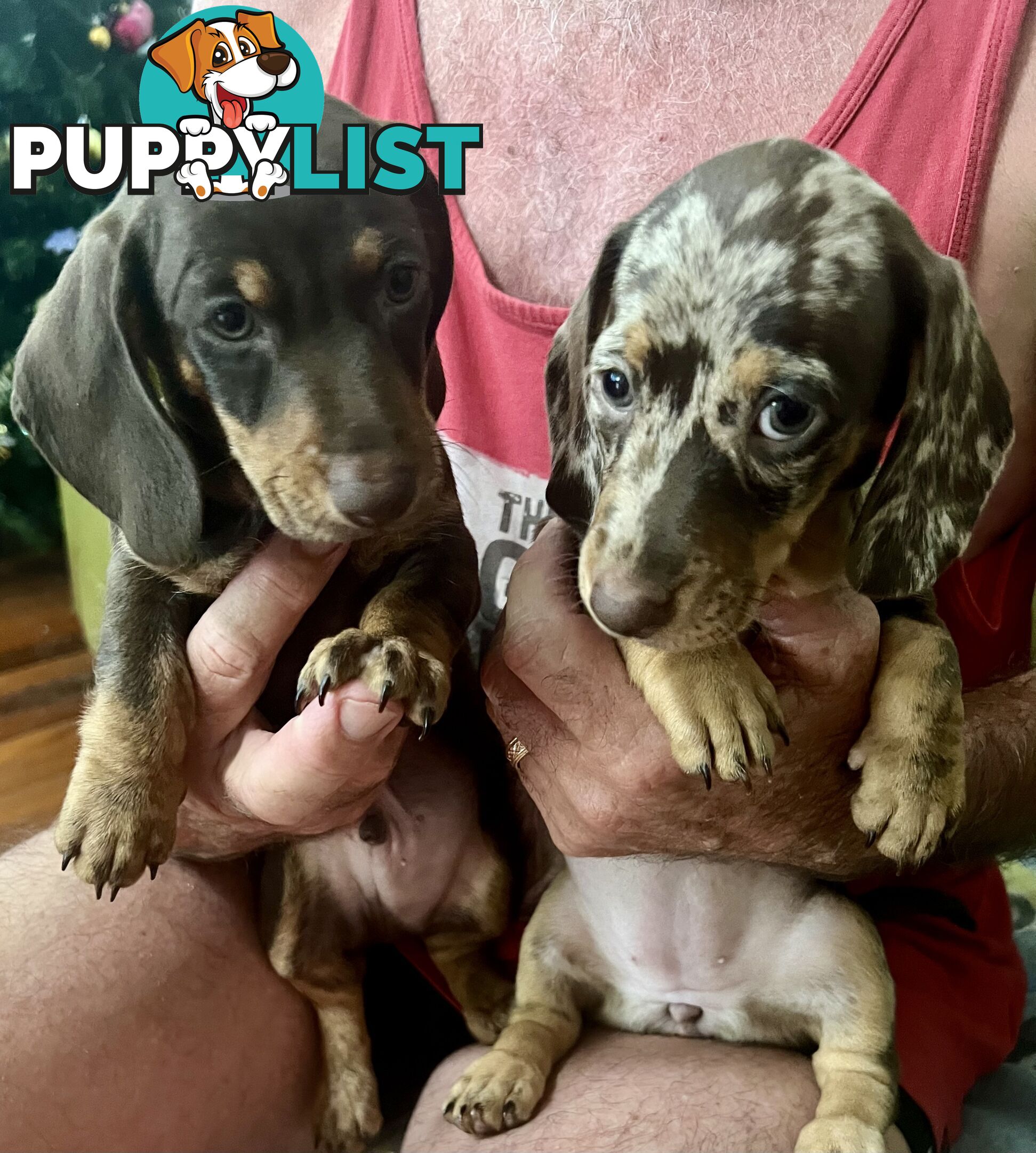 Miniature Dachshund puppies