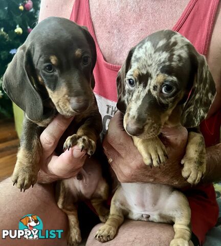 Miniature Dachshund puppies