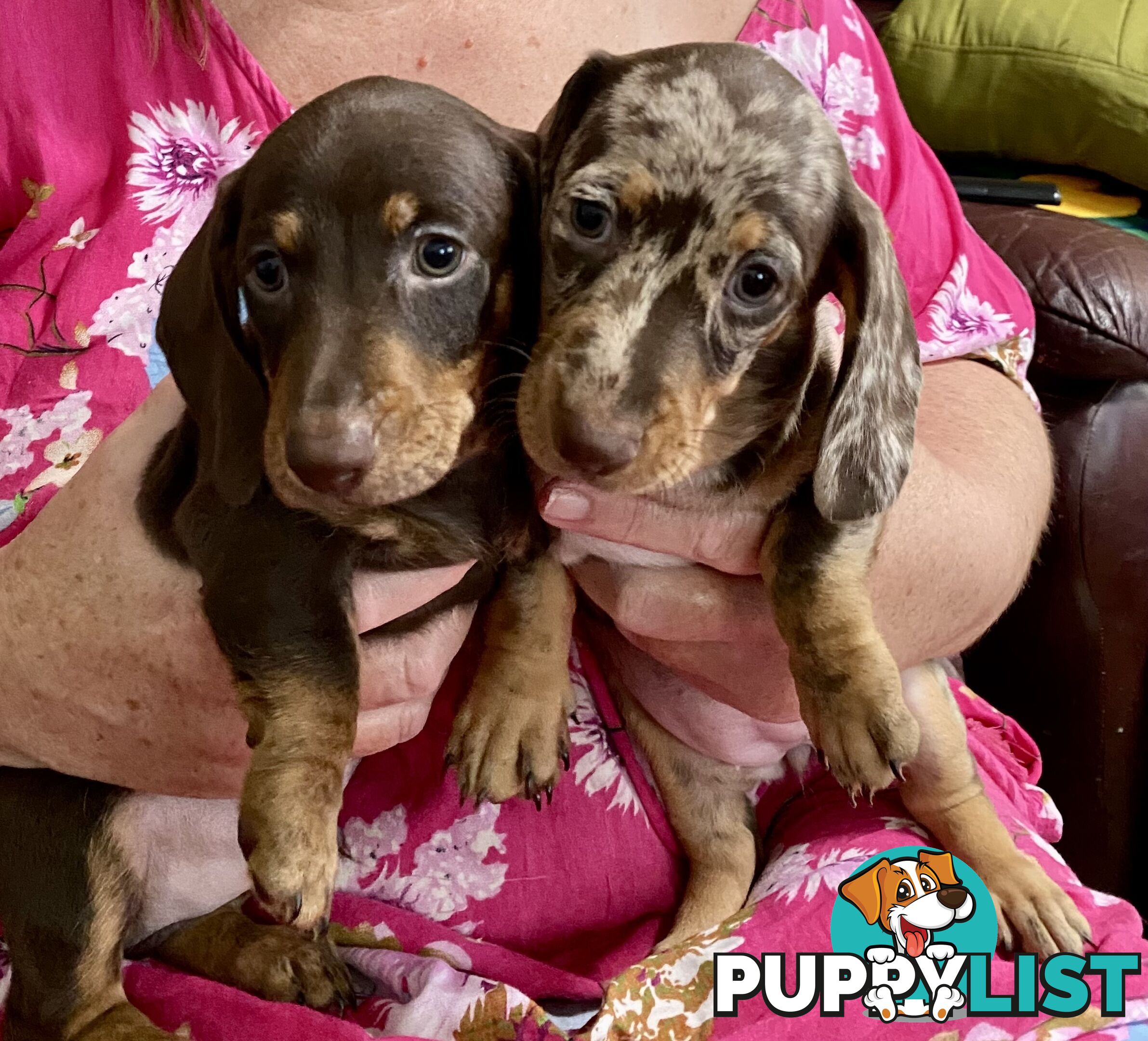 Miniature Dachshund puppies