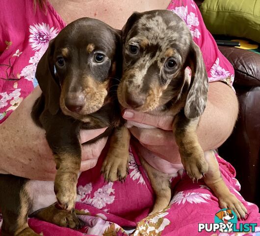 Miniature Dachshund puppies