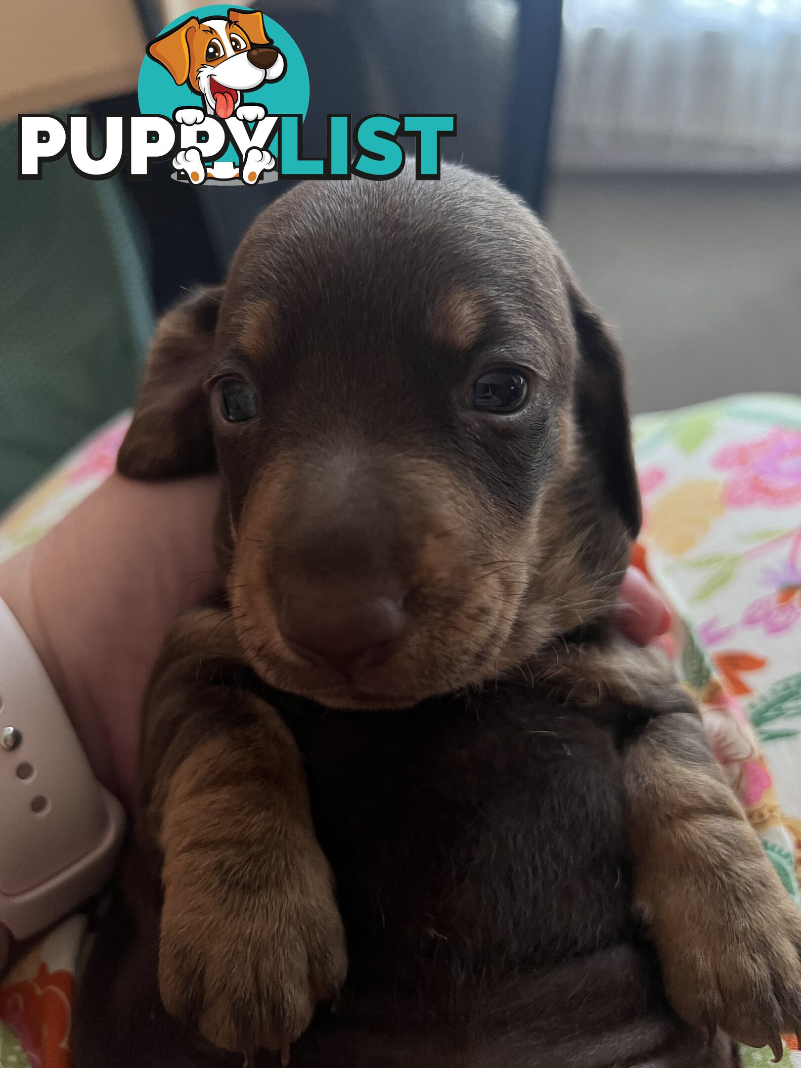 Miniature Dachshund puppies