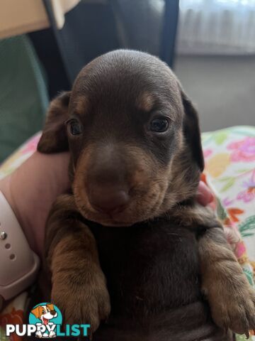 Miniature Dachshund puppies