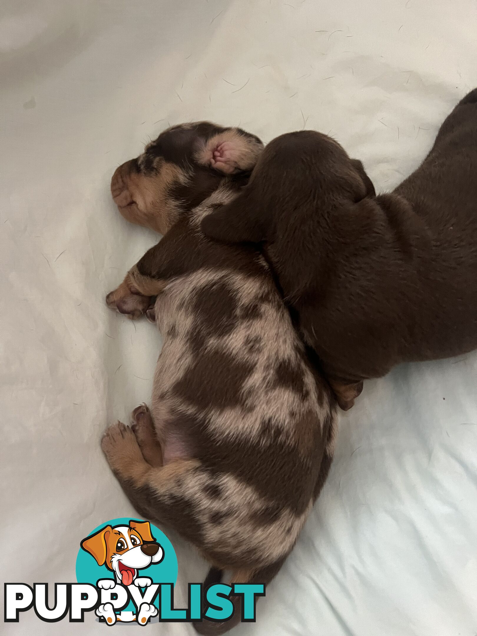 Miniature Dachshund puppies