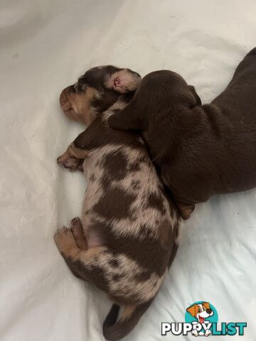 Miniature Dachshund puppies