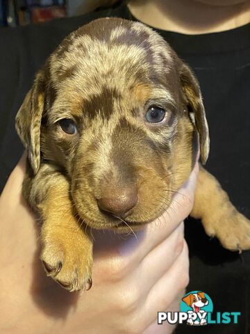 Miniature Dachshund puppies