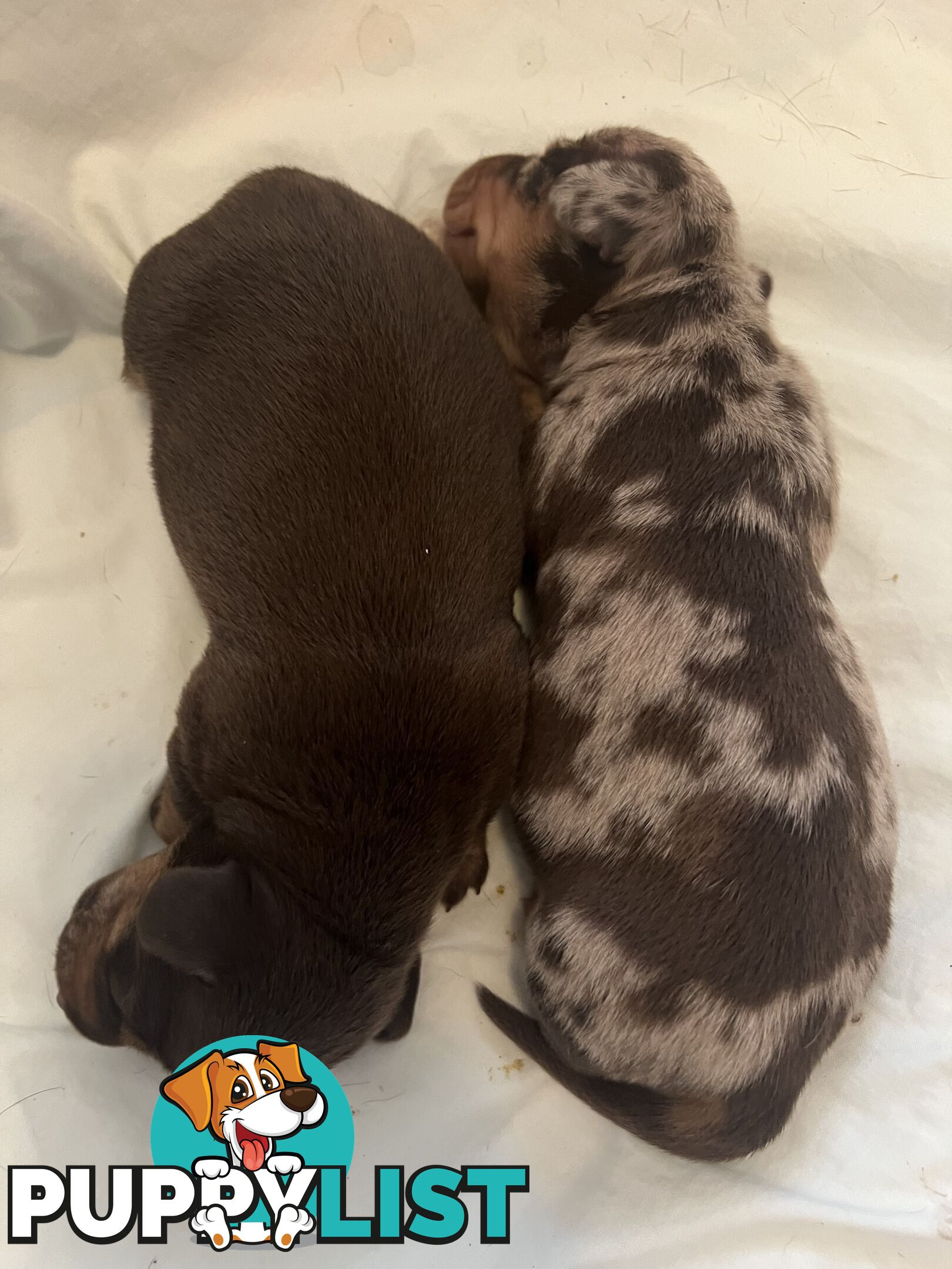 Miniature Dachshund puppies