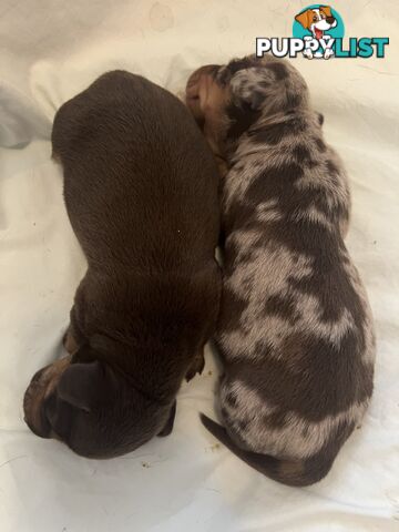 Miniature Dachshund puppies