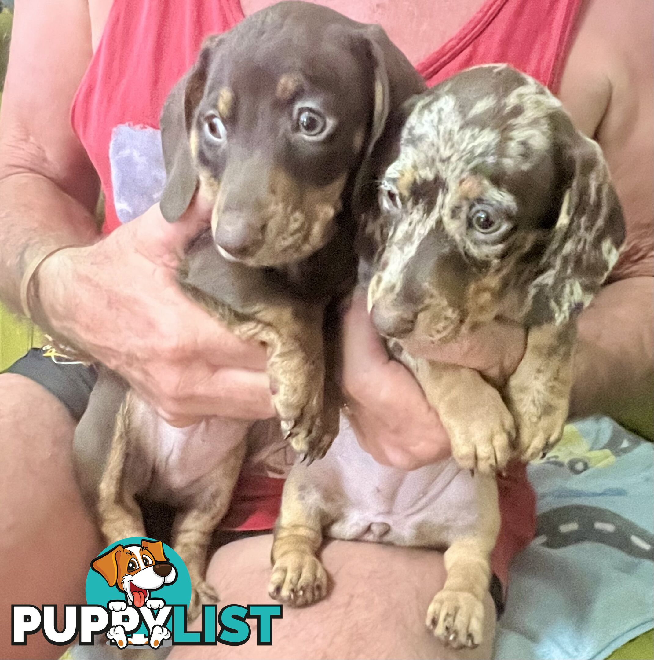 Miniature Dachshund puppies