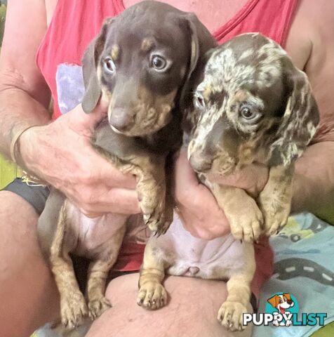 Miniature Dachshund puppies