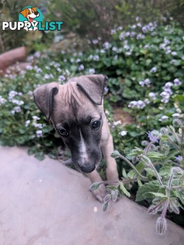 Whippet Puppies