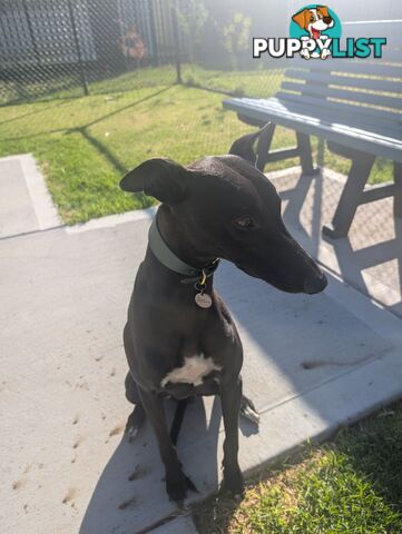 Whippet Puppies
