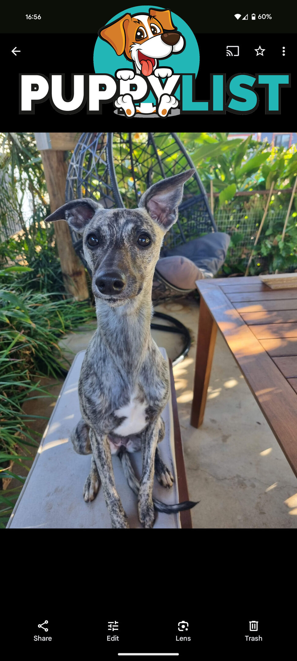 Whippet Puppies