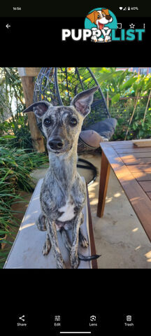 Whippet Puppies