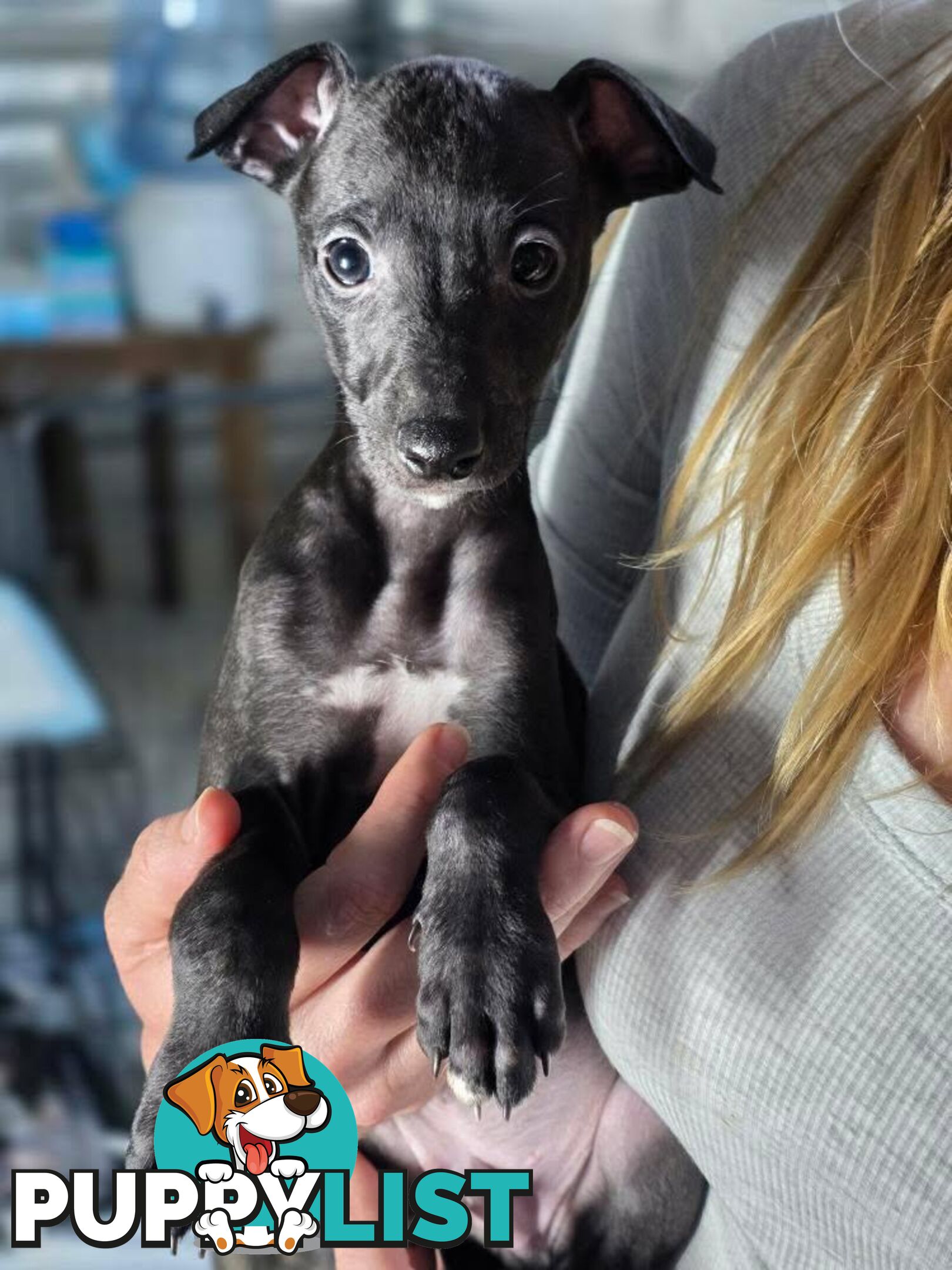 Whippet Puppies