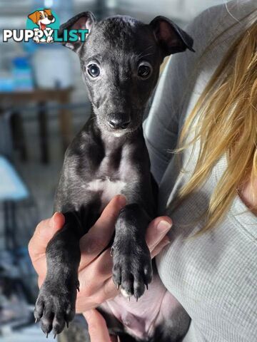 Whippet Puppies