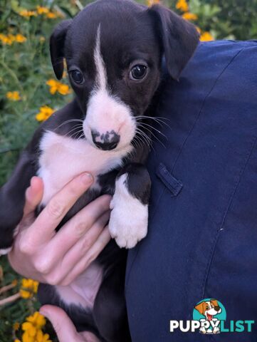 Whippet Puppies