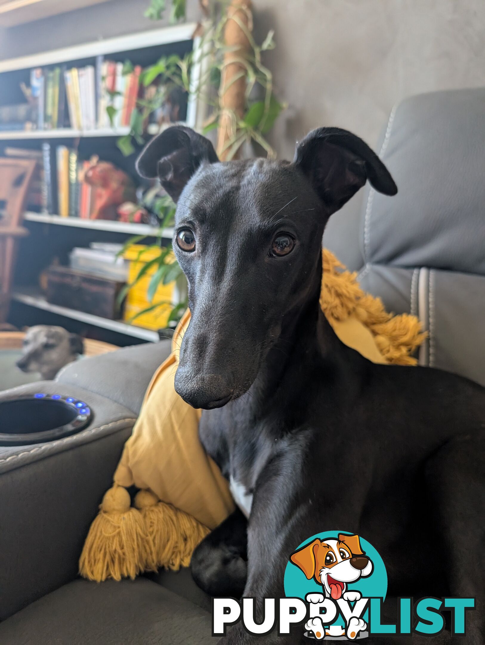 Whippet Puppies