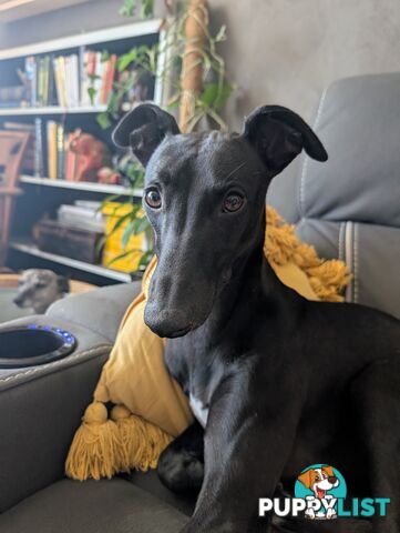 Whippet Puppies