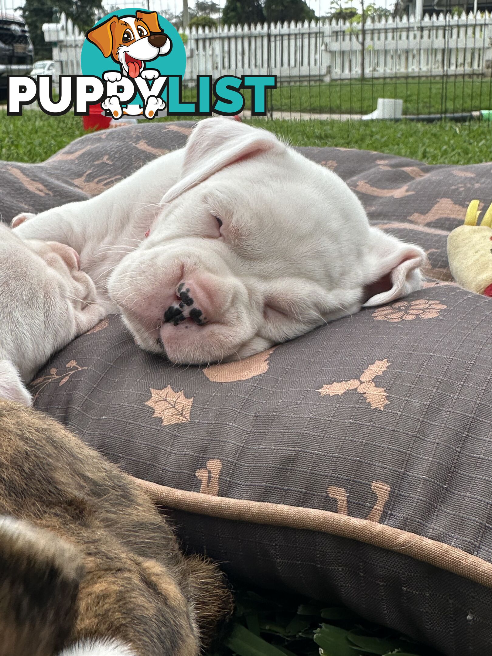 Pure bred bob tail boxer puppies