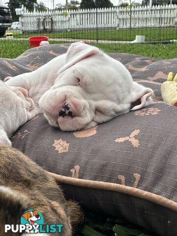 Pure bred bob tail boxer puppies