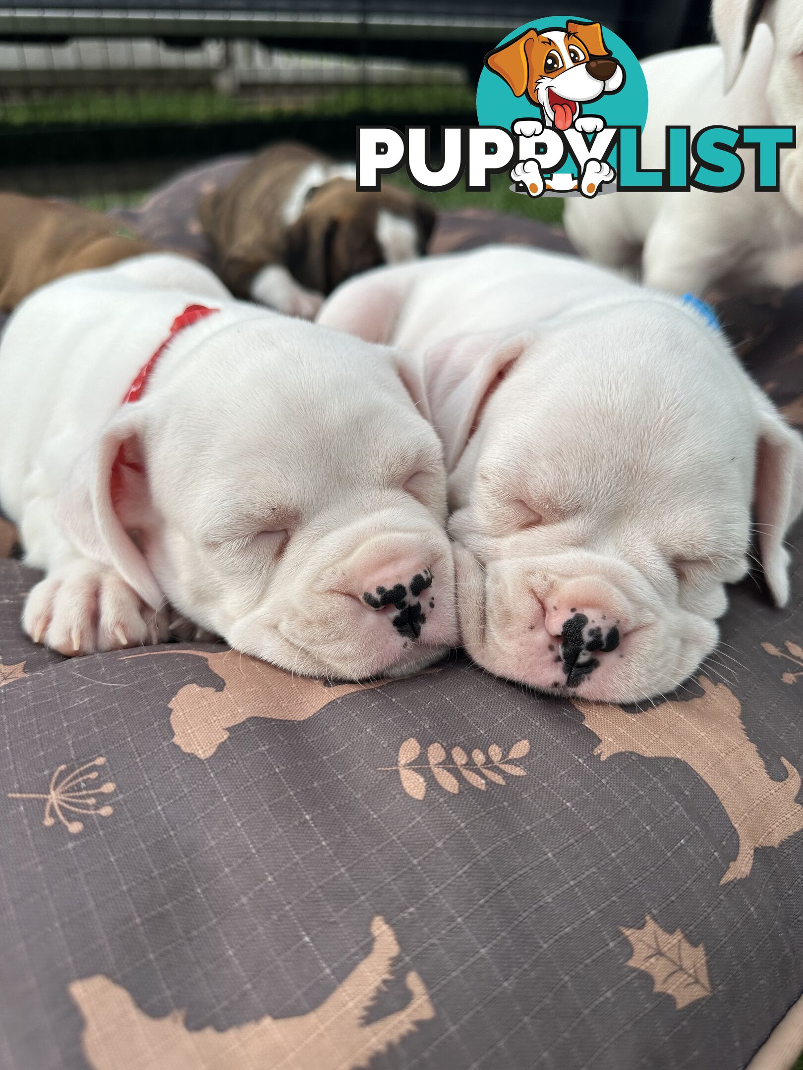 Pure bred bob tail boxer puppies