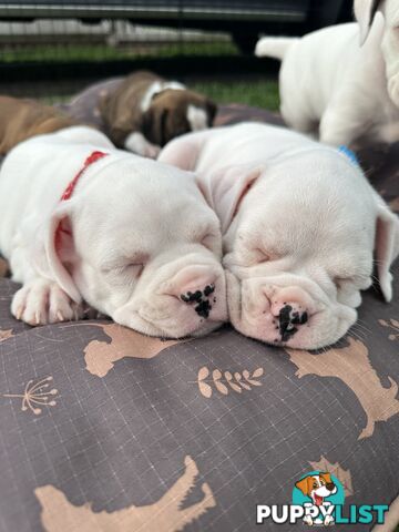 Pure bred bob tail boxer puppies