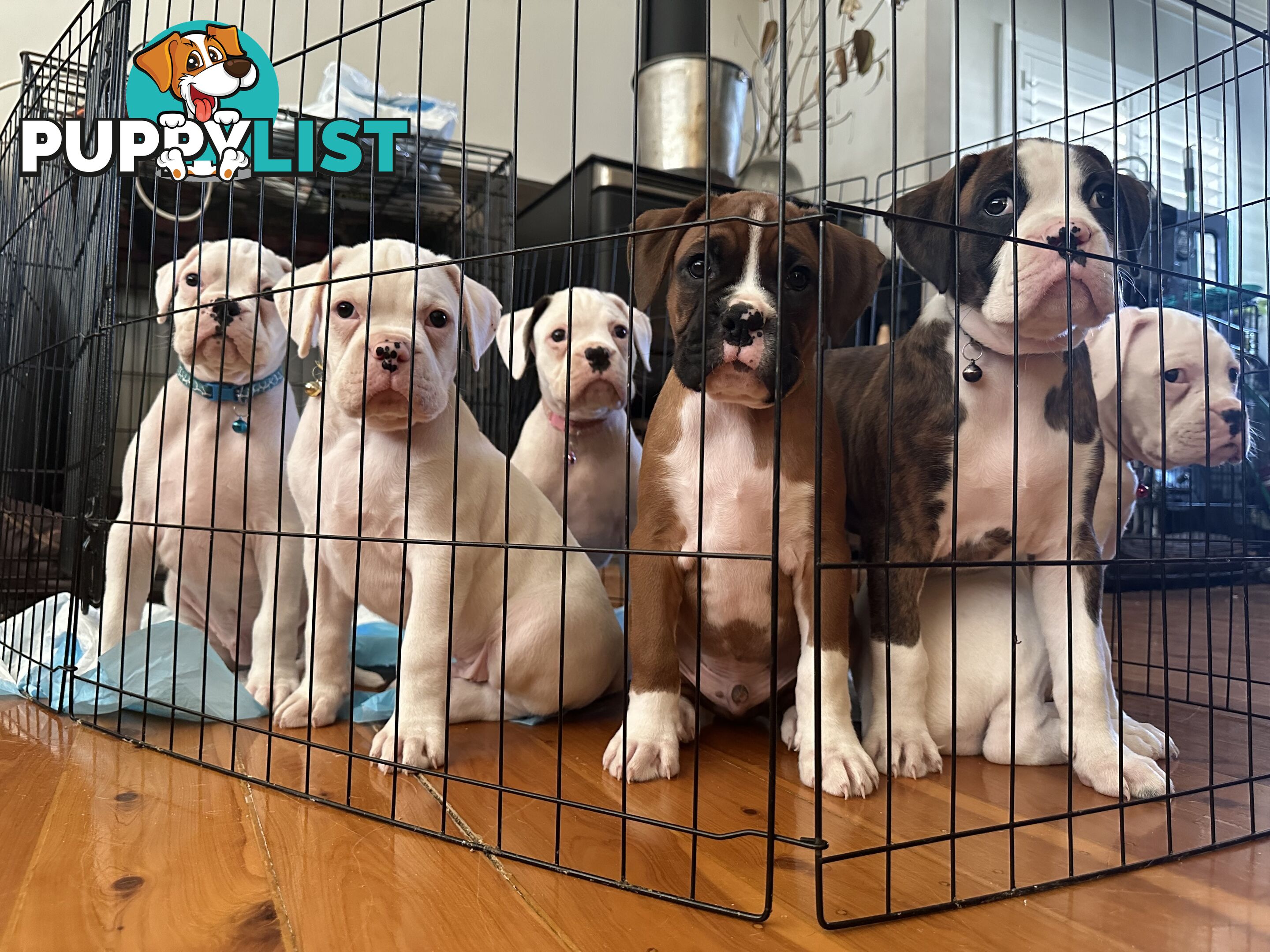 Pure bred bob tail boxer puppies