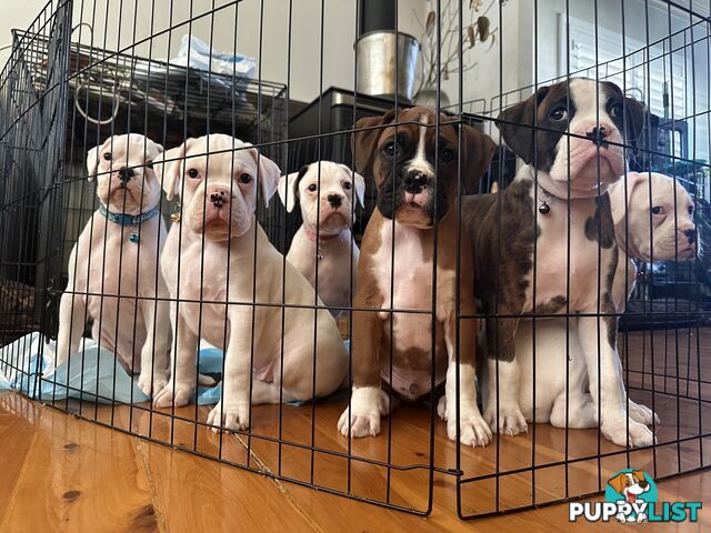 Pure bred bob tail boxer puppies