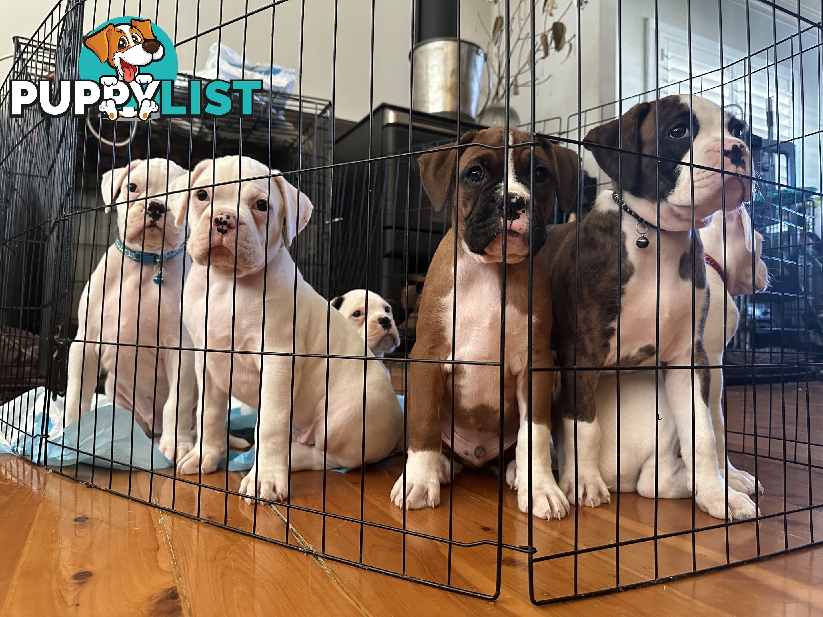 Pure bred bob tail boxer puppies