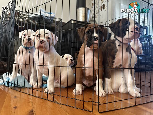 Pure bred bob tail boxer puppies