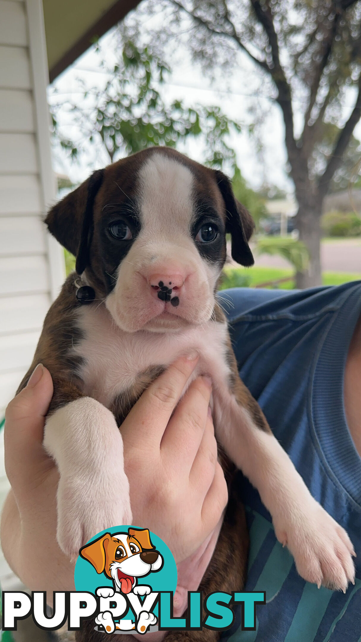 Pure bred bob tail boxer puppies