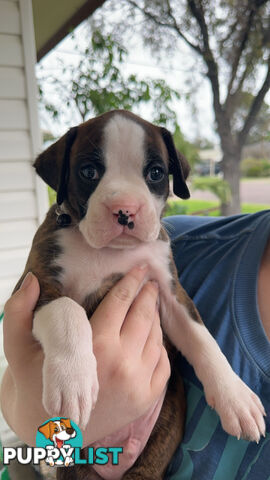 Pure bred bob tail boxer puppies