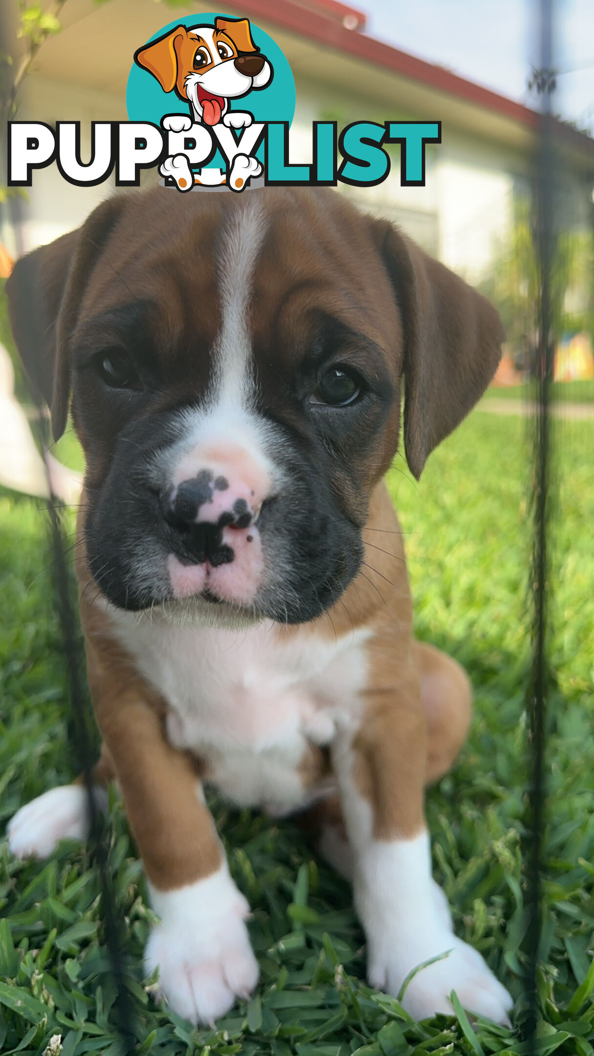 Pure bred bob tail boxer puppies