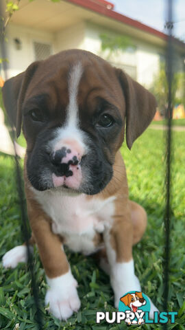 Pure bred bob tail boxer puppies