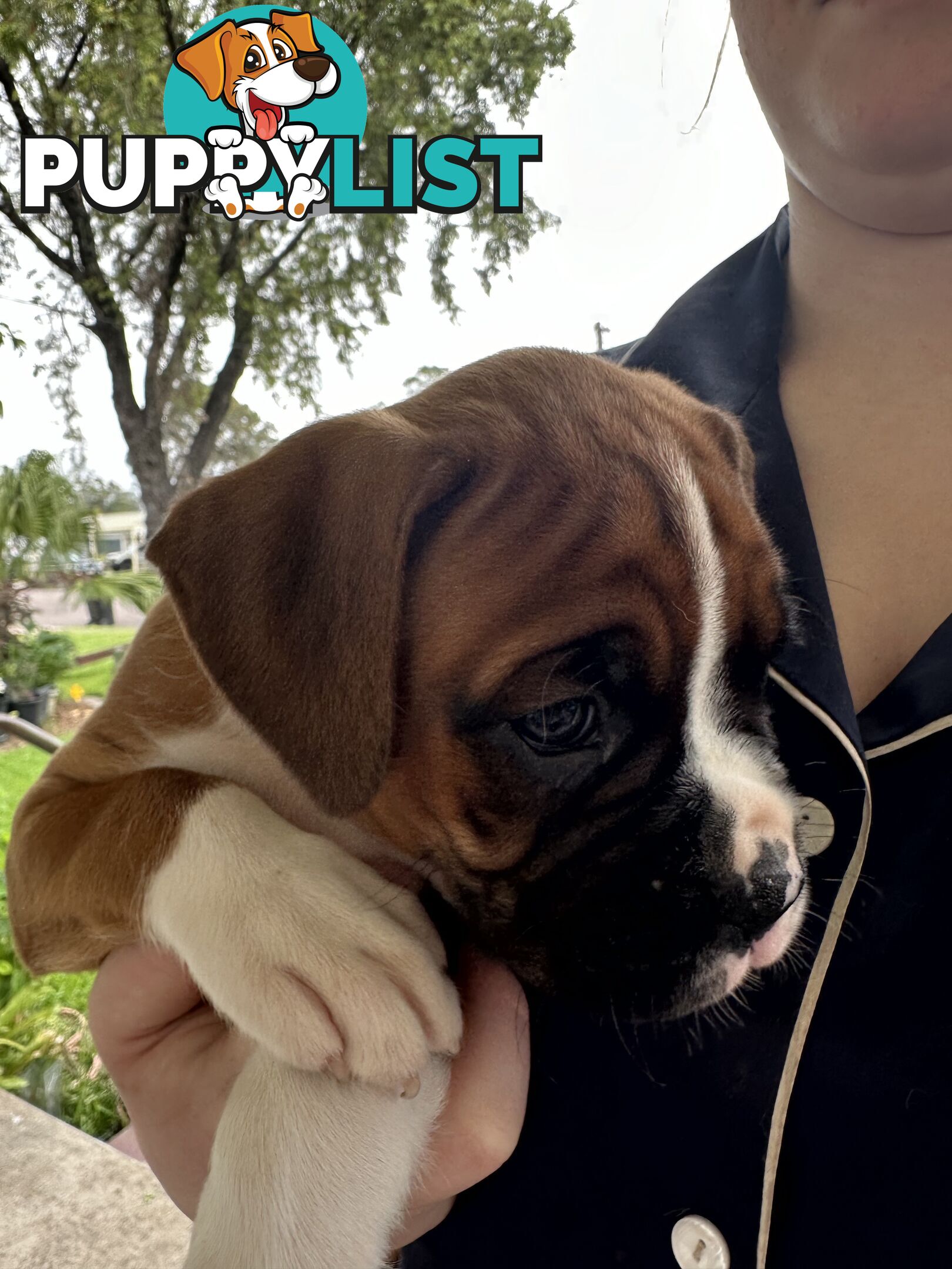 Pure bred bob tail boxer puppies