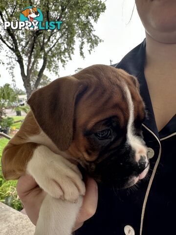 Pure bred bob tail boxer puppies