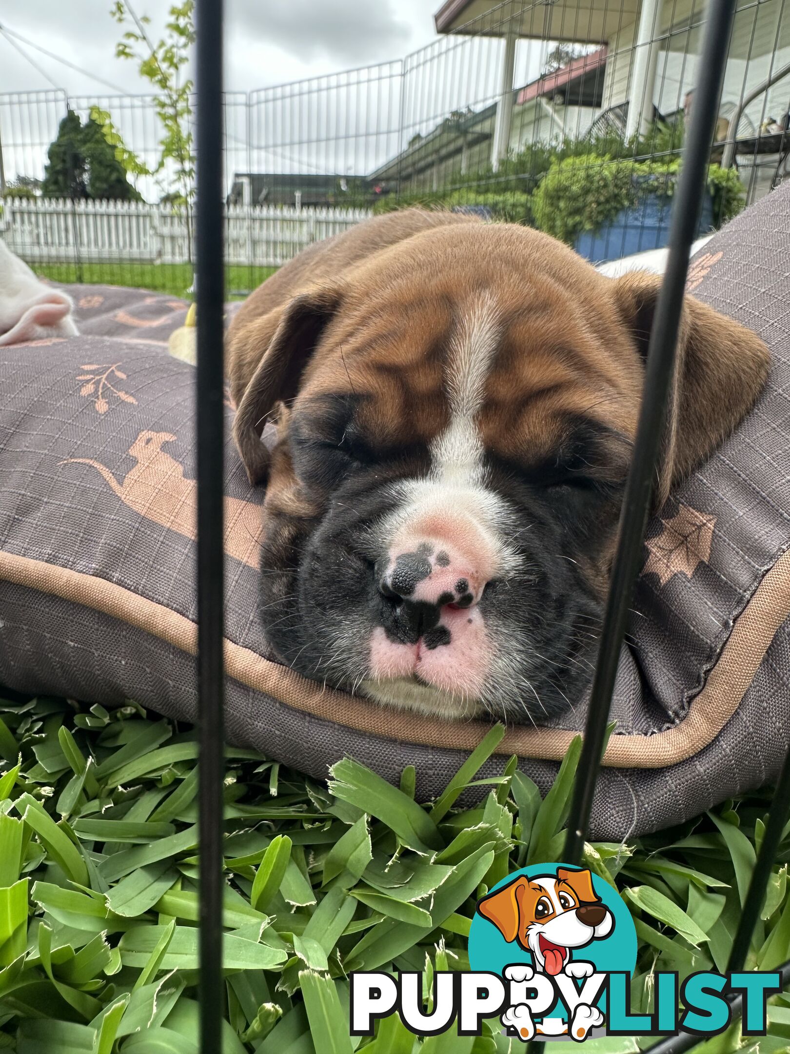 Pure bred bob tail boxer puppies