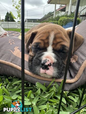 Pure bred bob tail boxer puppies