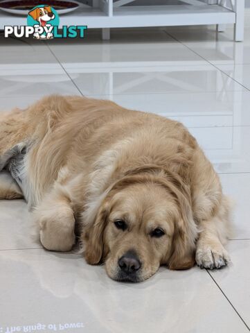 A charming and affectionate Golden Retriever, eagerly waiting to find a loving forever home.