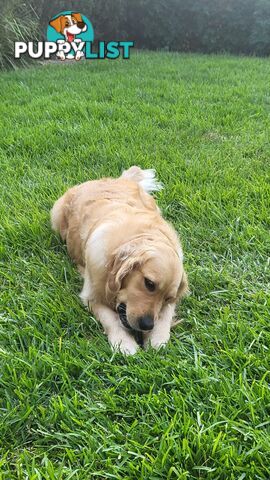 A charming and affectionate Golden Retriever, eagerly waiting to find a loving forever home.