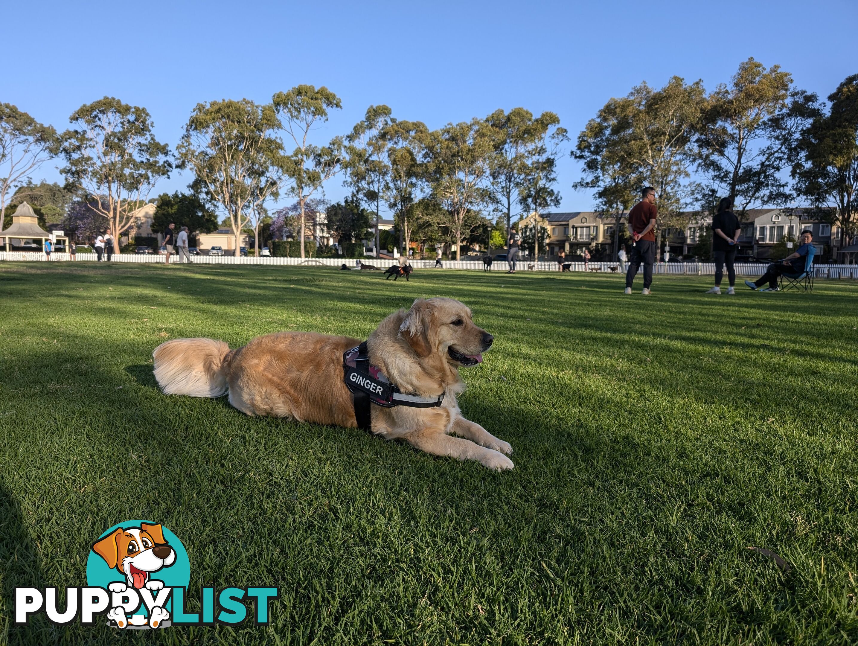 A charming and affectionate Golden Retriever, eagerly waiting to find a loving forever home.