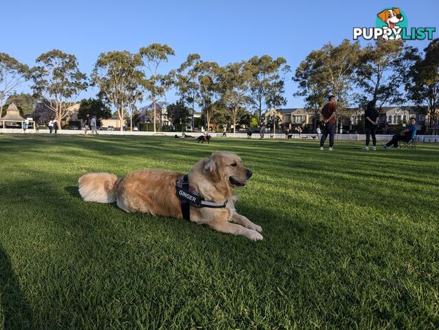 A charming and affectionate Golden Retriever, eagerly waiting to find a loving forever home.