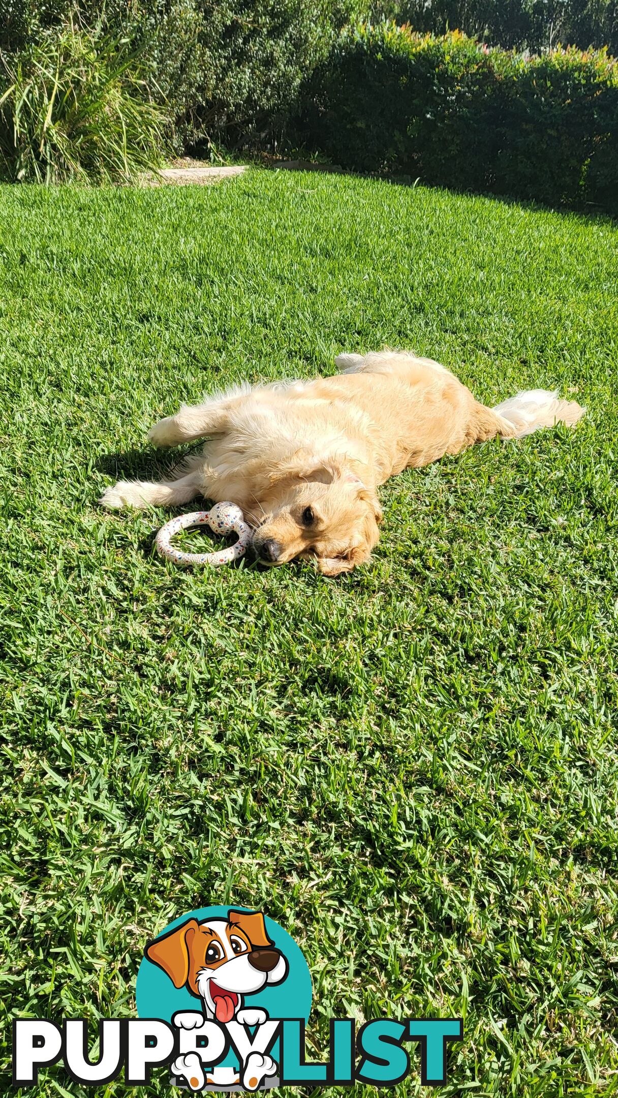 A charming and affectionate Golden Retriever, eagerly waiting to find a loving forever home.