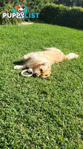 A charming and affectionate Golden Retriever, eagerly waiting to find a loving forever home.